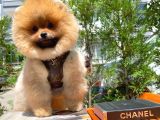 Secere Sertifikalı Teddyface Pomeranianboo Oğlumuz