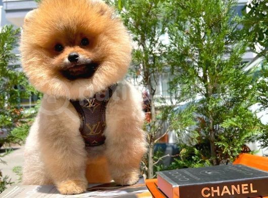 Secere Sertifikalı Teddyface Pomeranianboo Oğlumuz görsel