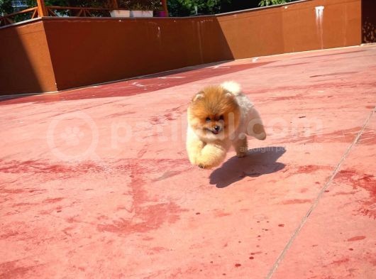 Secere Sertifikalı Teddyface Pomeranianboo Oğlumuz görsel