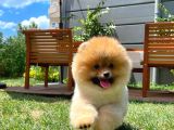 Secere Sertifikalı Teddyface Pomeranianboo Oğlumuz