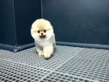 En Küçük Ebatlarda Teacup Boy Pomeranian Oğlumuz