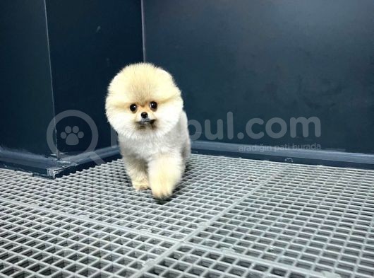 En Küçük Ebatlarda Teacup Boy Pomeranian Oğlumuz görsel