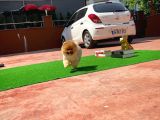 Secere Sertifikalı Teddyface Pomeranianboo Oğlumuz