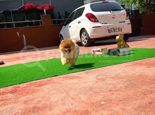 Secere Sertifikalı Teddyface Pomeranianboo Oğlumuz görsel