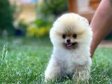 En Küçük Ebatlarda Teacup Boy Pomeranian Oğlumuz