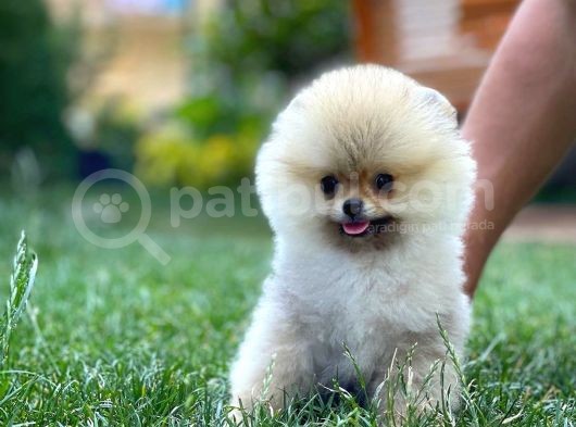 En Küçük Ebatlarda Teacup Boy Pomeranian Oğlumuz görsel