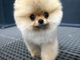 En Küçük Ebatlarda Teacup Boy Pomeranian Oğlumuz