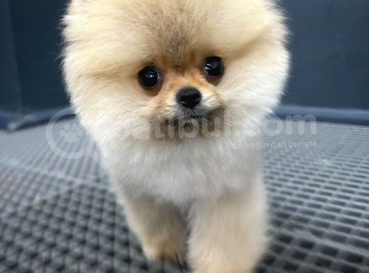 En Küçük Ebatlarda Teacup Boy Pomeranian Oğlumuz görsel