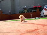 En Küçük Ebatlarda Teacup Boy Pomeranian Oğlumuz