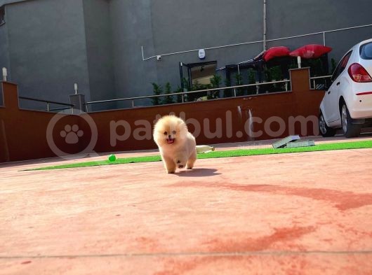 En Küçük Ebatlarda Teacup Boy Pomeranian Oğlumuz görsel