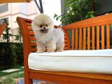 En Küçük Ebatlarda Teacup Boy Pomeranian Oğlumuz