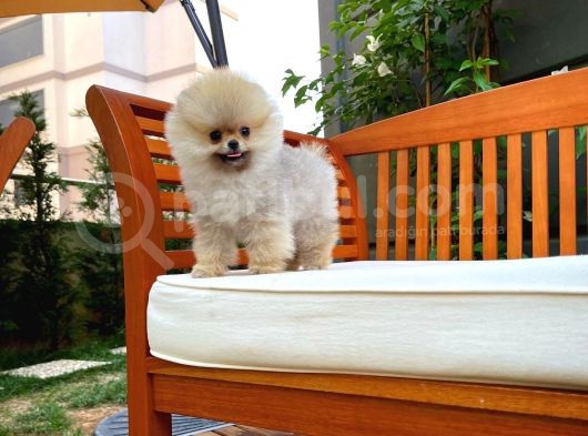 En Küçük Ebatlarda Teacup Boy Pomeranian Oğlumuz