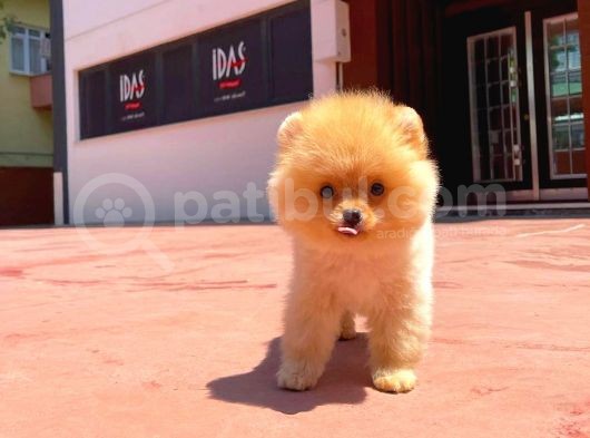 Evde Bakımı En Kolay Pomeranianboo Yavrularımızdan görsel