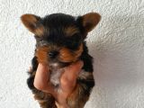 Yorkshire Terrier Yavrularımız Mevcuttur