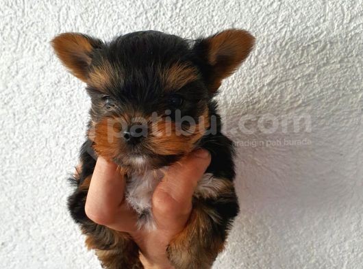 Yorkshire Terrier Yavrularımız Mevcuttur görsel