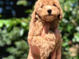 Red Toy Poodle  Dişi Erkek Mevcut Scrli Var Scrsiz Var