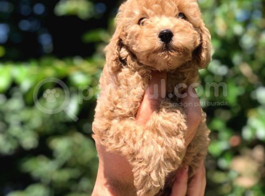 Red Toy Poodle  Dişi Erkek Mevcut Scrli Var Scrsiz Var görsel