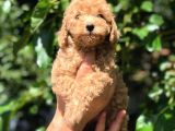 Red Toy Poodle  Dişi Erkek Mevcut Scrli Var Scrsiz Var