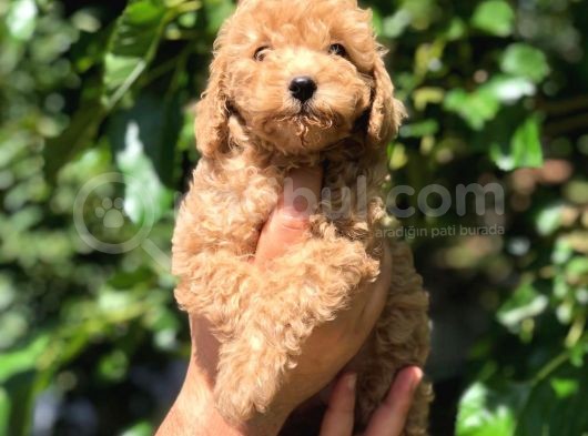 Red Toy Poodle  Dişi Erkek Mevcut Scrli Var Scrsiz Var görsel