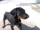 2.5 Aylık Dişi Safkan Doberman