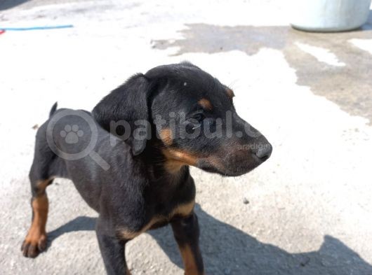 2.5 Aylık Dişi Safkan Doberman