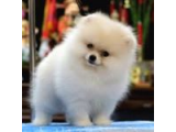 Pomeranian Boo Yavruları İzmir'de