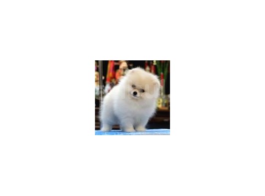 Pomeranian Boo Yavruları İzmir'De