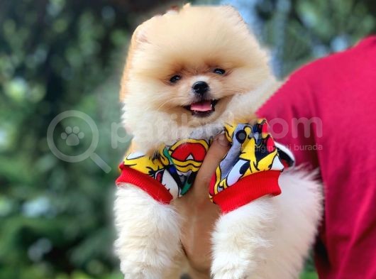 Teddy Face Ayıcık Pomeranian Yavrularımız görsel