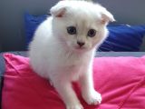 Scottish Fold Mavi Göz Silver