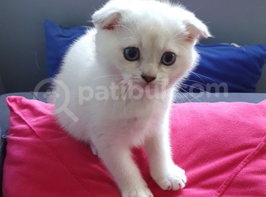 Scottish Fold Mavi Göz Silver görsel