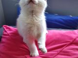 Scottish Fold Mavi Göz Silver