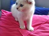 Scottish Fold Mavi Göz Silver