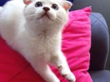 Scottish Fold Mavi Göz Silver