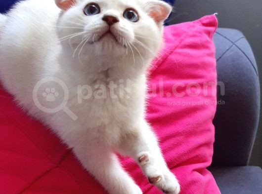 Scottish Fold Mavi Göz Silver görsel