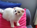 Scottish Fold Mavi Göz Silver