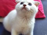Scottish Fold Mavi Göz Silver