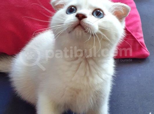 Scottish Fold Mavi Göz Silver görsel
