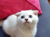 Scottish Fold Mavi Göz Silver