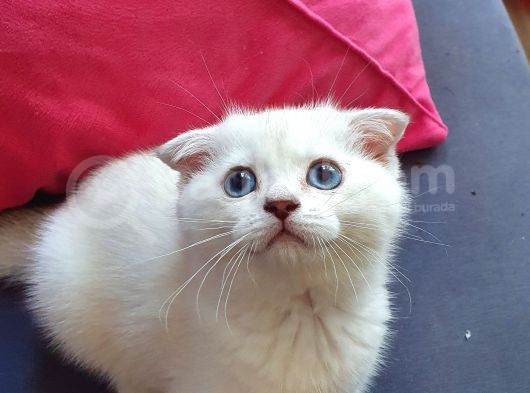 Scottish Fold Mavi Göz Silver görsel