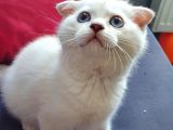 Scottish Fold Mavi Göz Silver