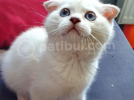 Scottish Fold Mavi Göz Silver görsel