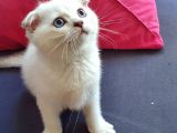 Scottish Fold Mavi Göz Silver