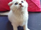 Scottish Fold Mavi Göz Silver