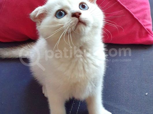 Scottish Fold Mavi Göz Silver