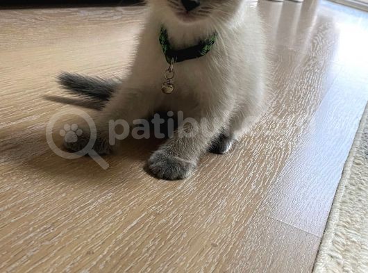 Minik Yavrumuza Yeni Yuvasını Arıyoruz