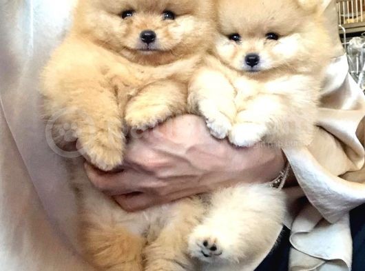 Pomeranian Boo Yavruları İzmir'De görsel