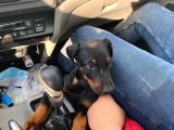 2.5 Aylık Erkek Safkan Doberman