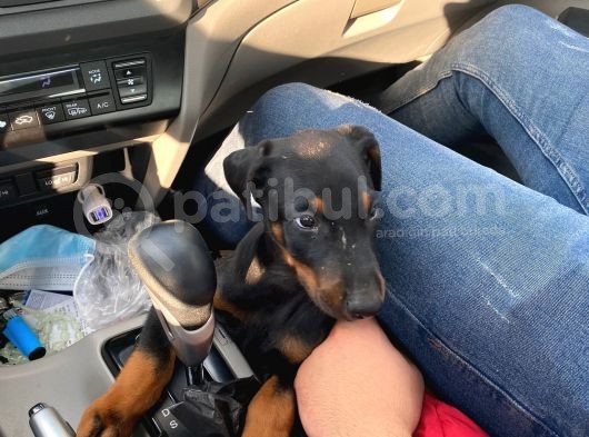 2.5 Aylık Erkek Safkan Doberman