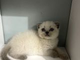 2 Aylık Scottish Fold Blue Point Erkek