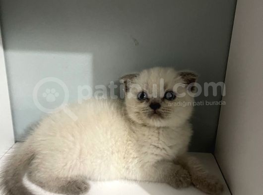 2 Aylık Scottish Fold Blue Point Erkek görsel